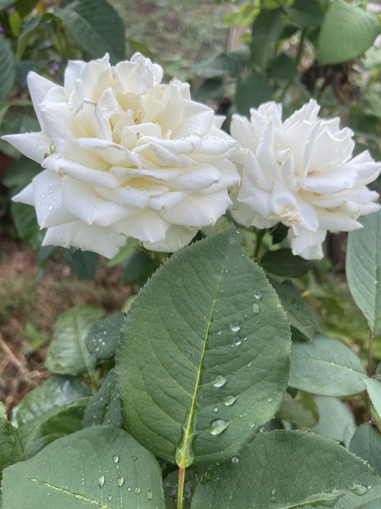 Photograph by Наталья Душакова