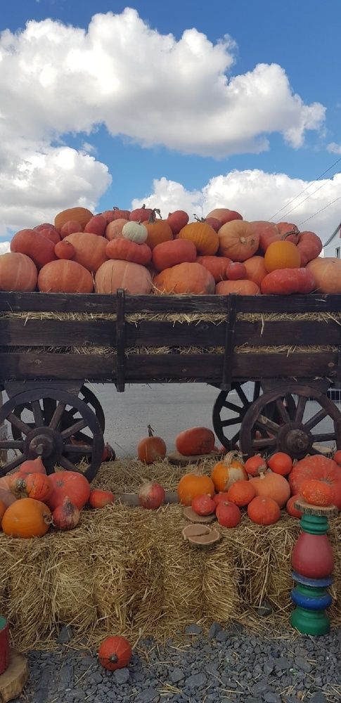 Фотография автора Ольга Мусина