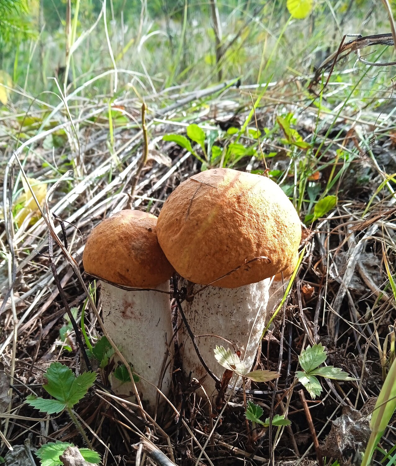 Photo #9538517