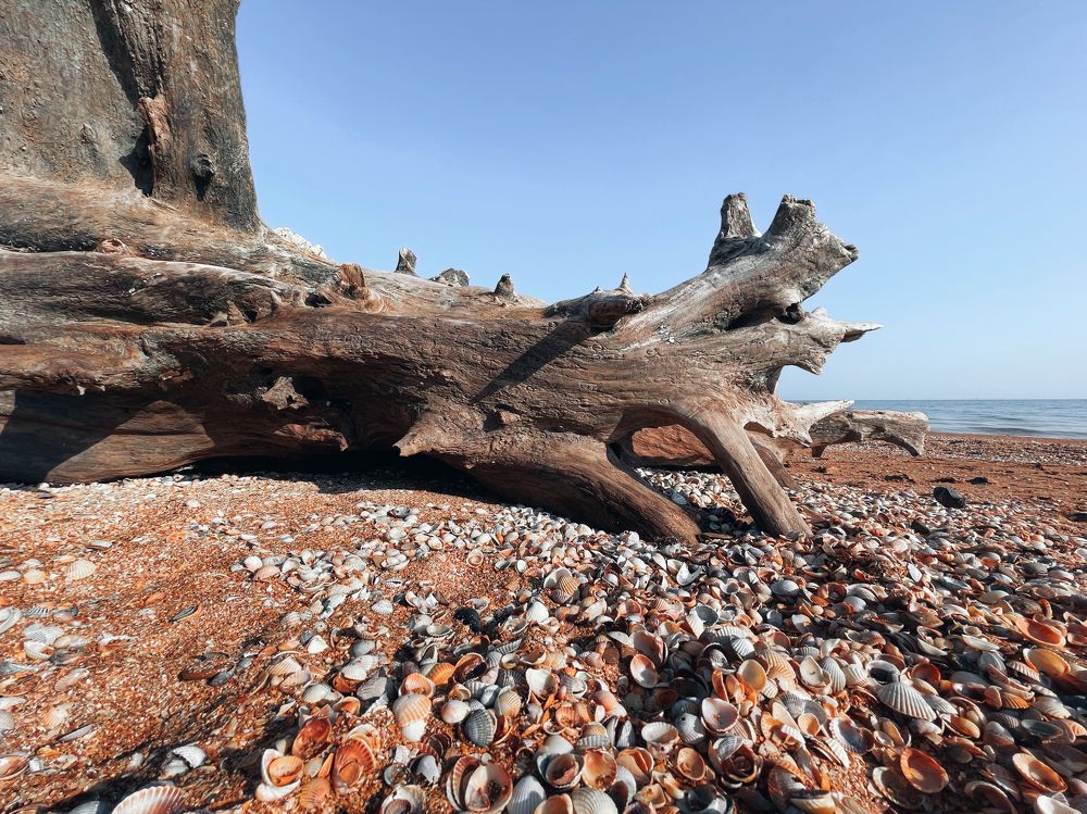 Photograph by Tatiana Teit Ash