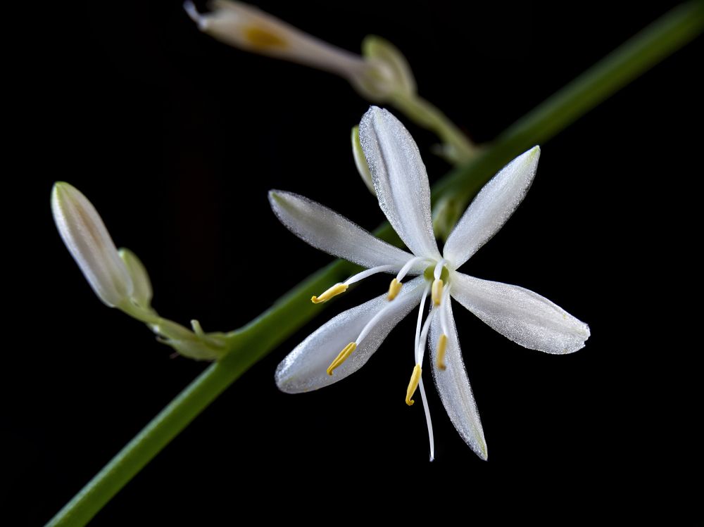 Photograph by Алексей Петров