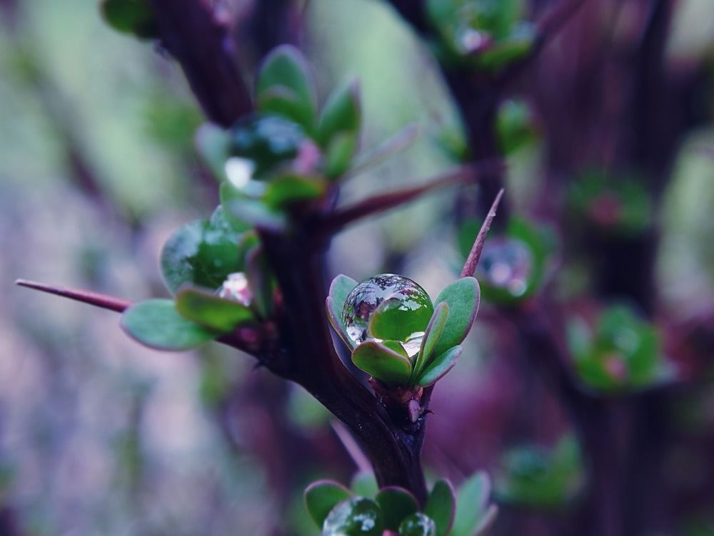 Photograph by Irina Dali