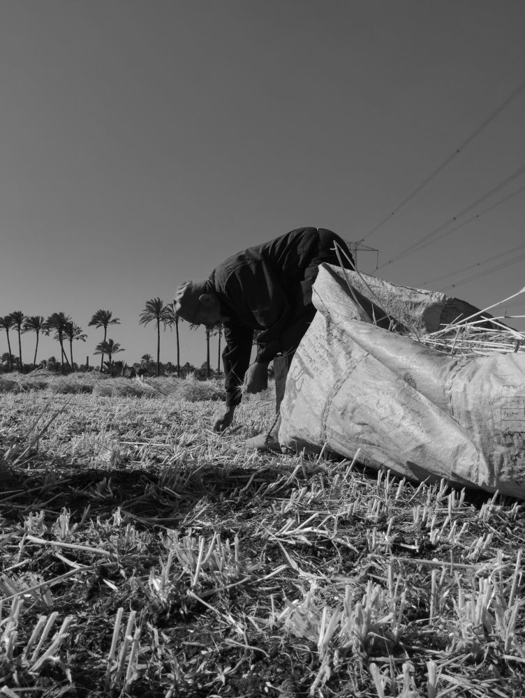 Photograph by Basant Sami