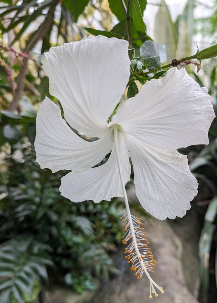 White Hibiscus