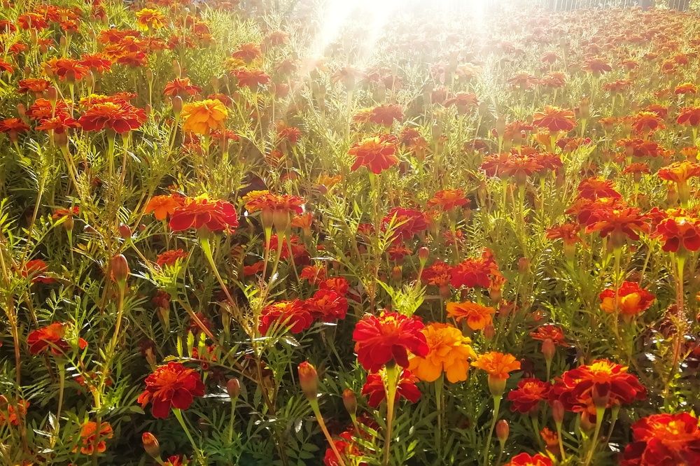 Photograph by Алексей Антонов