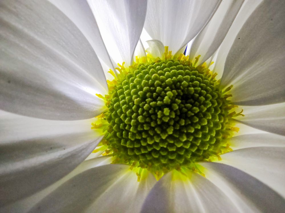 Photograph by Дарья Галиуллина