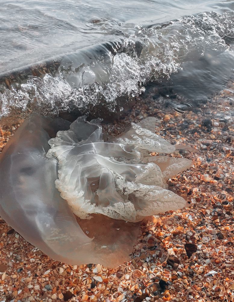 Photograph by Tatiana Teit Ash