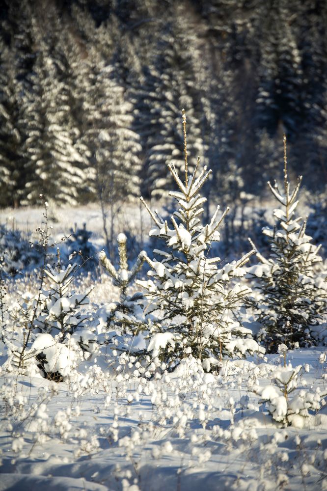 Photograph by Надежда Кажура