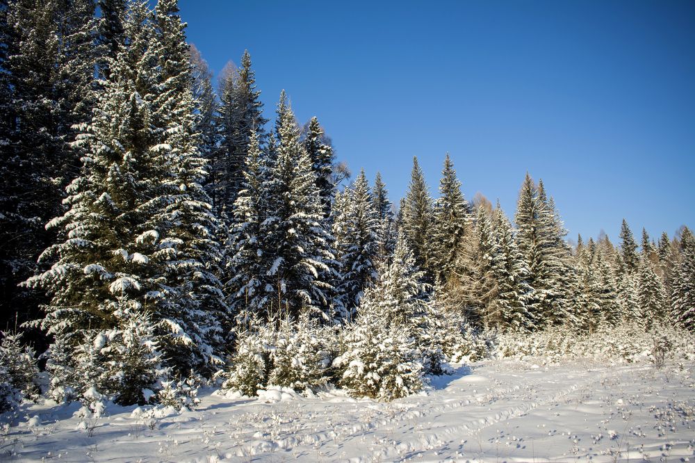 Photograph by Надежда Кажура