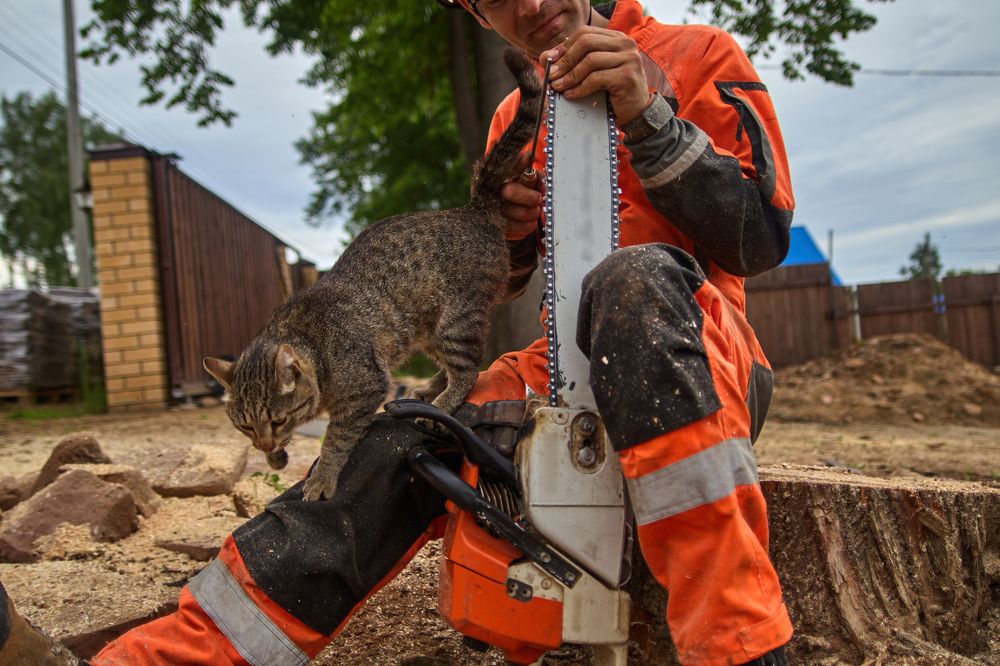 Лесоруб и кошка