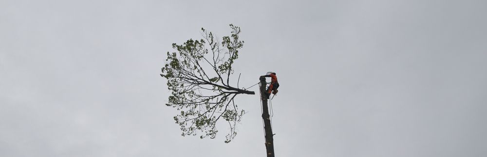 Древесный хирург