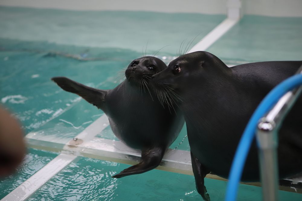 Фотография автора Светлана Дубина