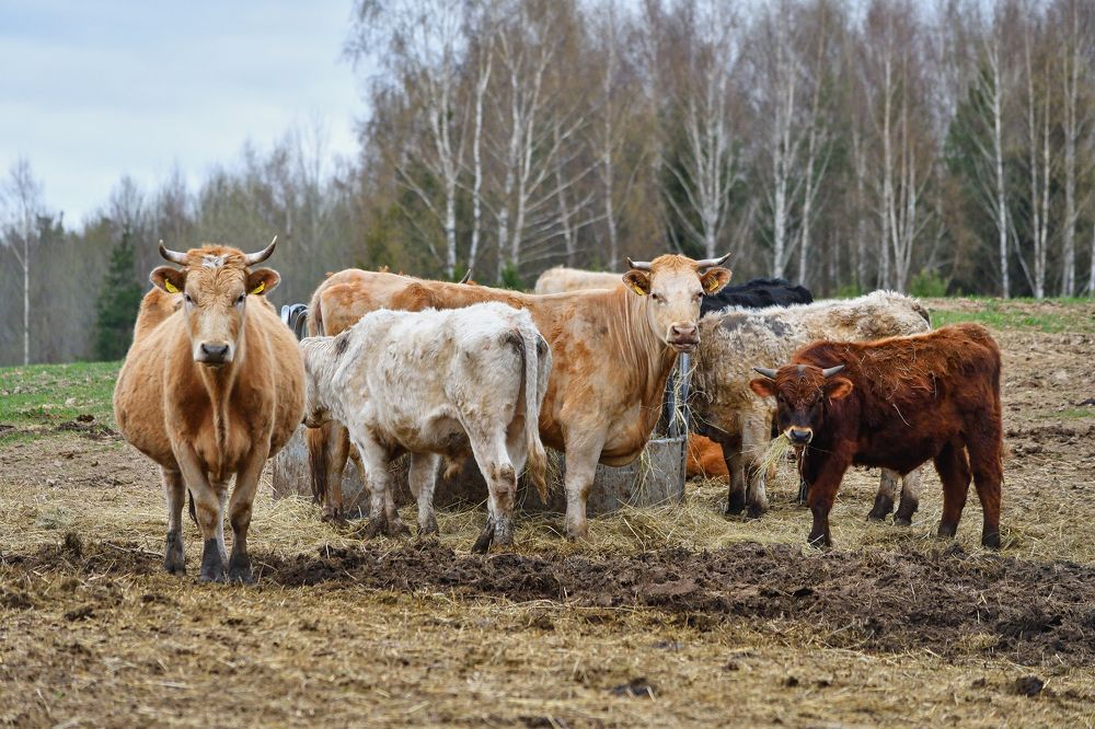 Photograph by Albina Kulikova