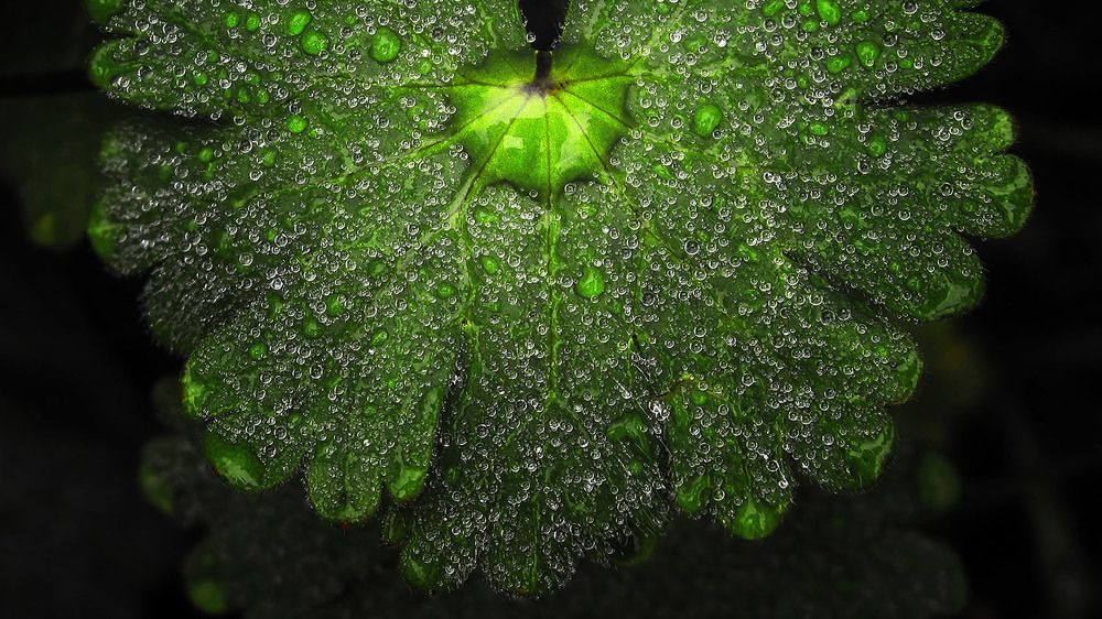 Photograph by Ali Memari