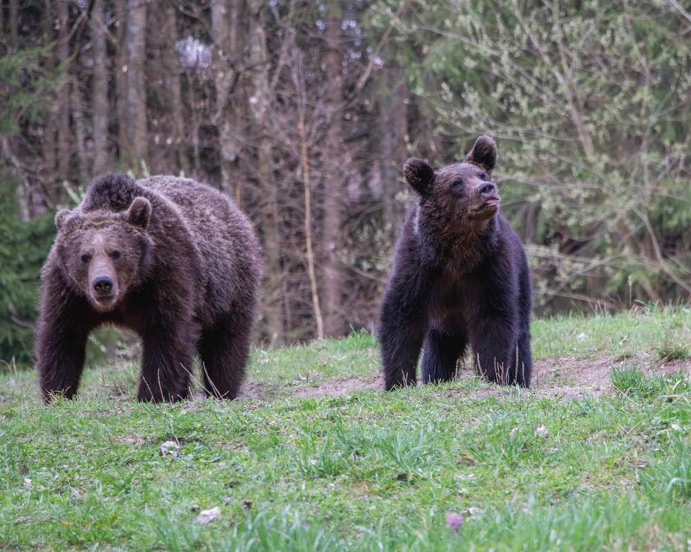 Photograph by George Alexandru Ghiuro