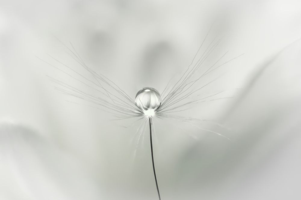 Omnium animarum finis