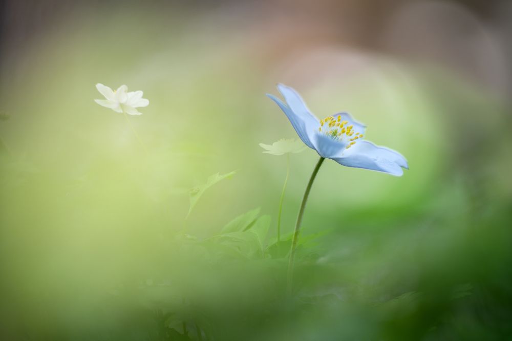 Photograph by Klaus Grimm