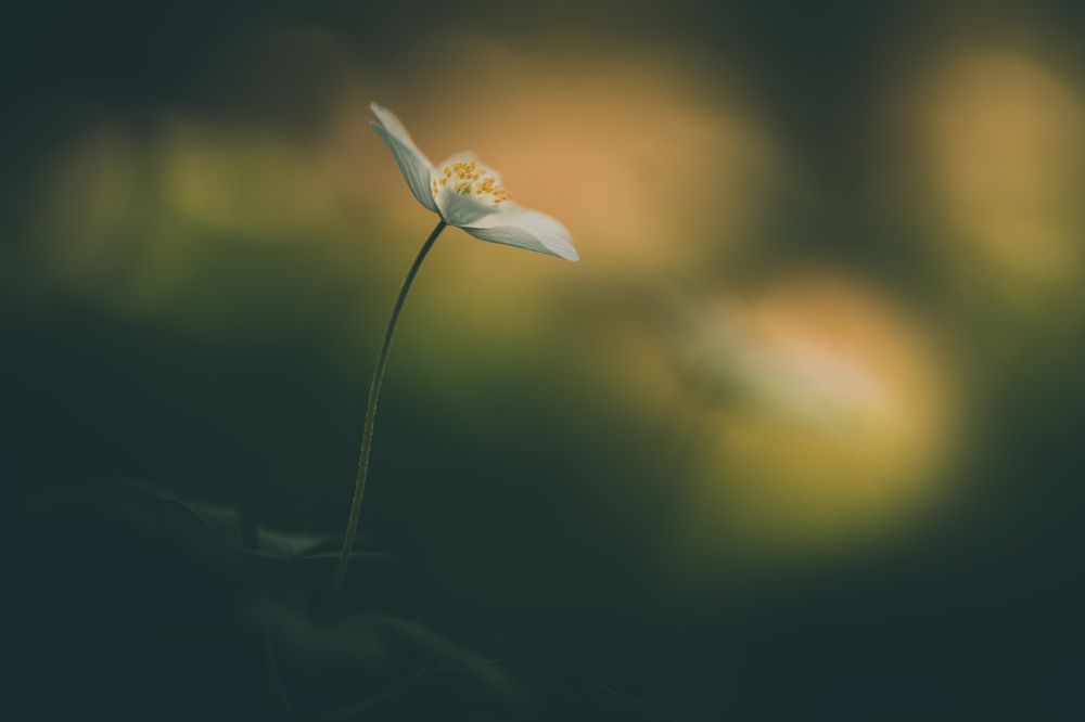 Photograph by Klaus Grimm