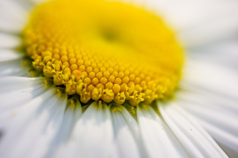 Photograph by Александр Казак