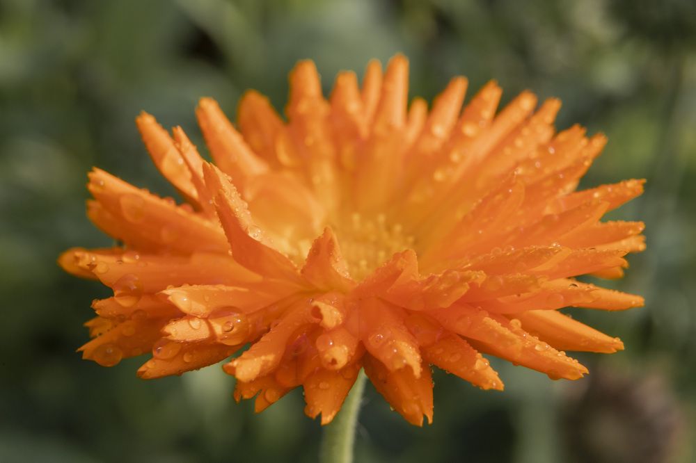 Фотография автора Татьяна Степанова