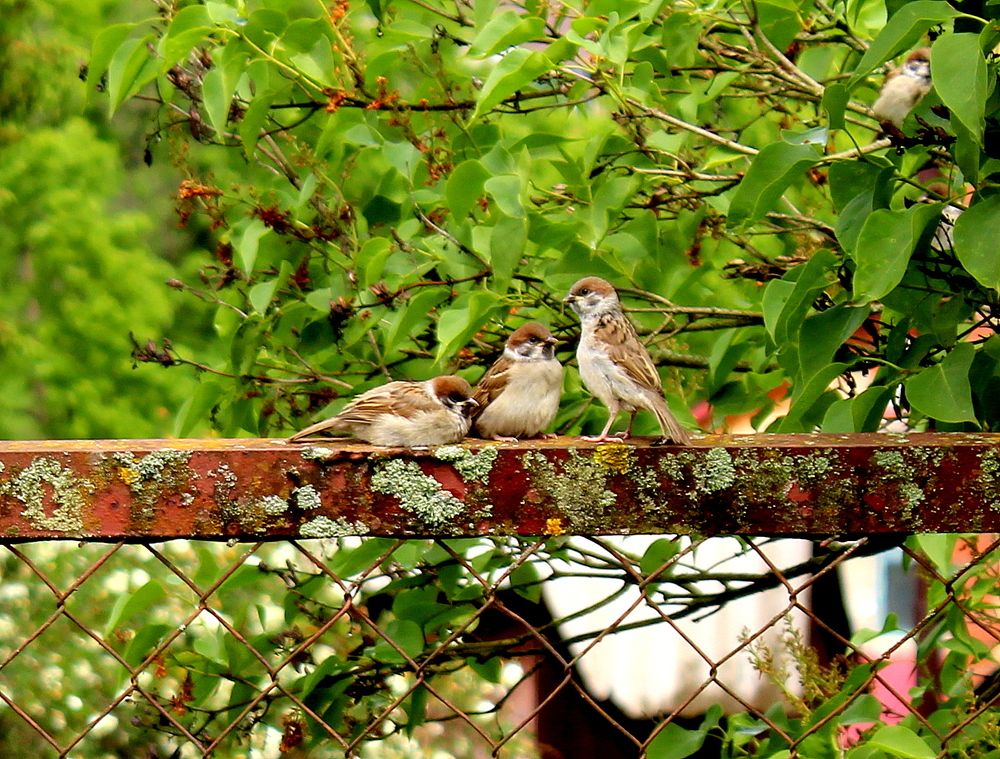 Дети,время обеда!
