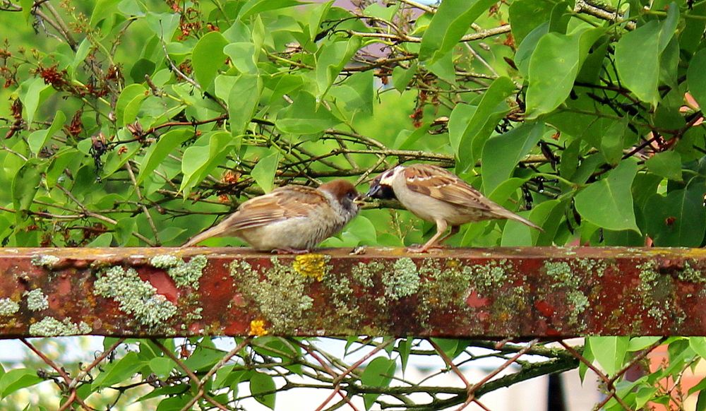 Кормление потомства!