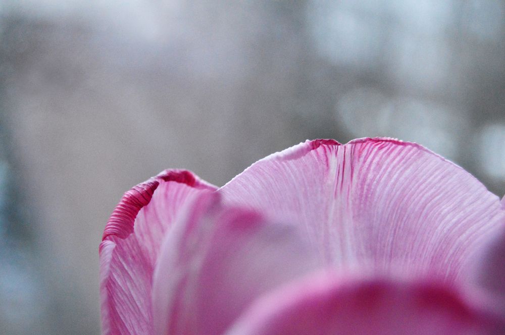 Photograph by Александра Пецевич