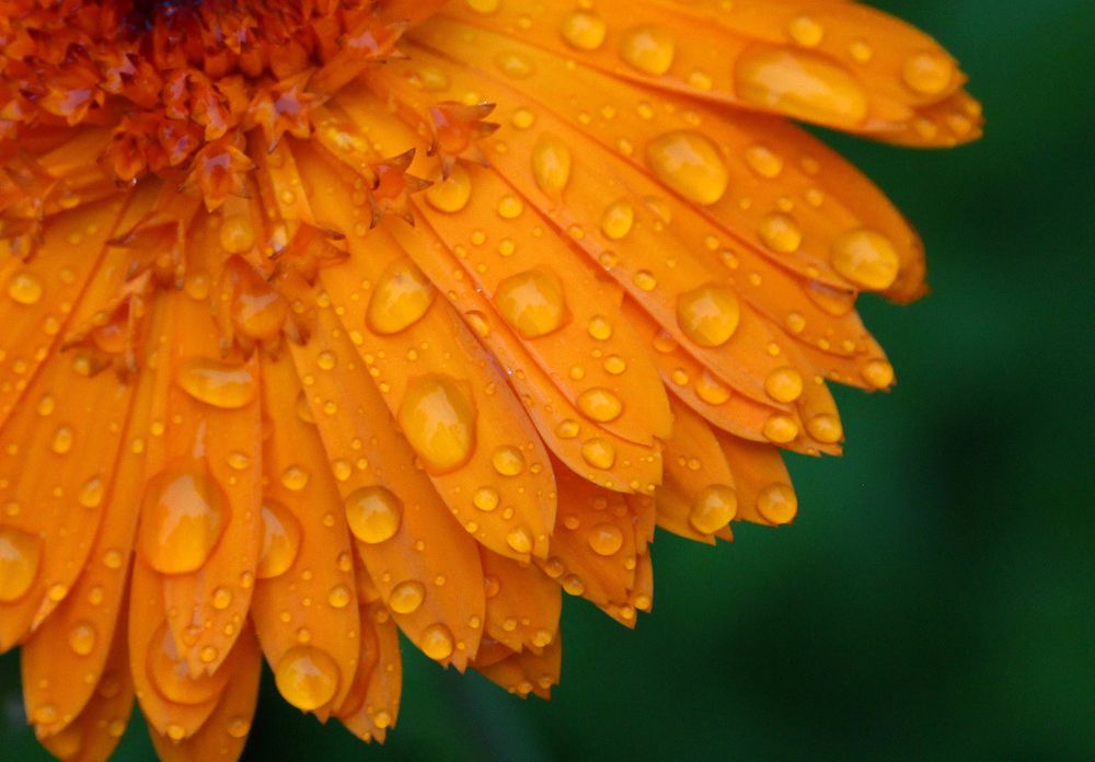 Календула в росе