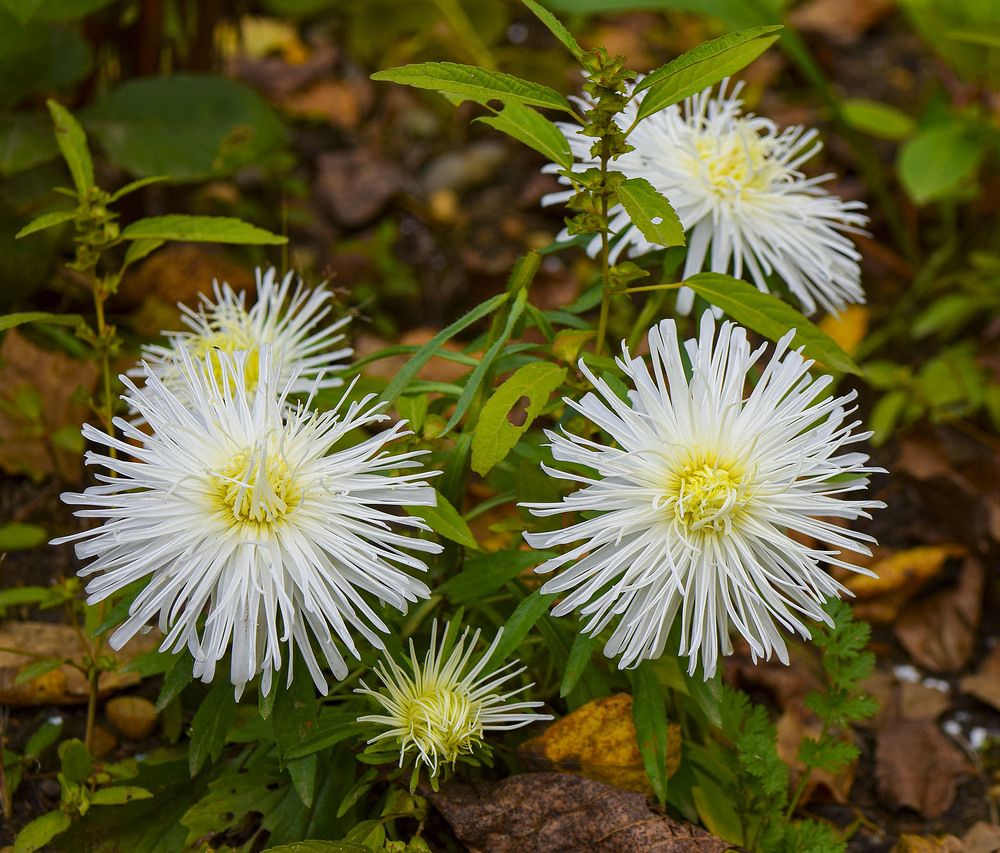 Астра игольчатая