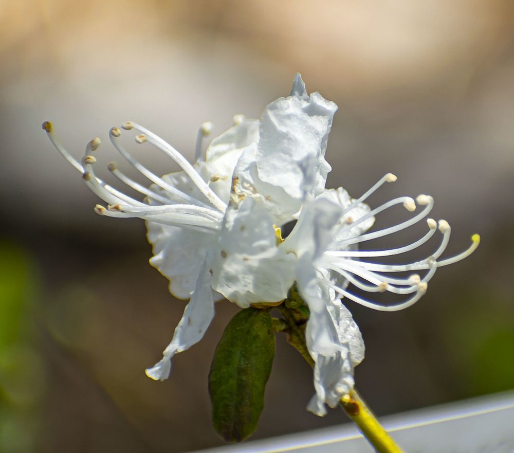 Рододендрон Белый