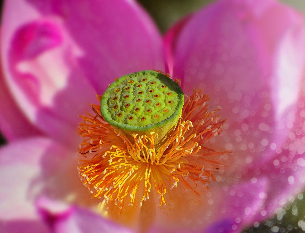 Плод лотоса