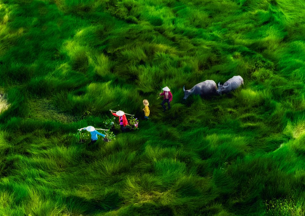 Return to the grass fields