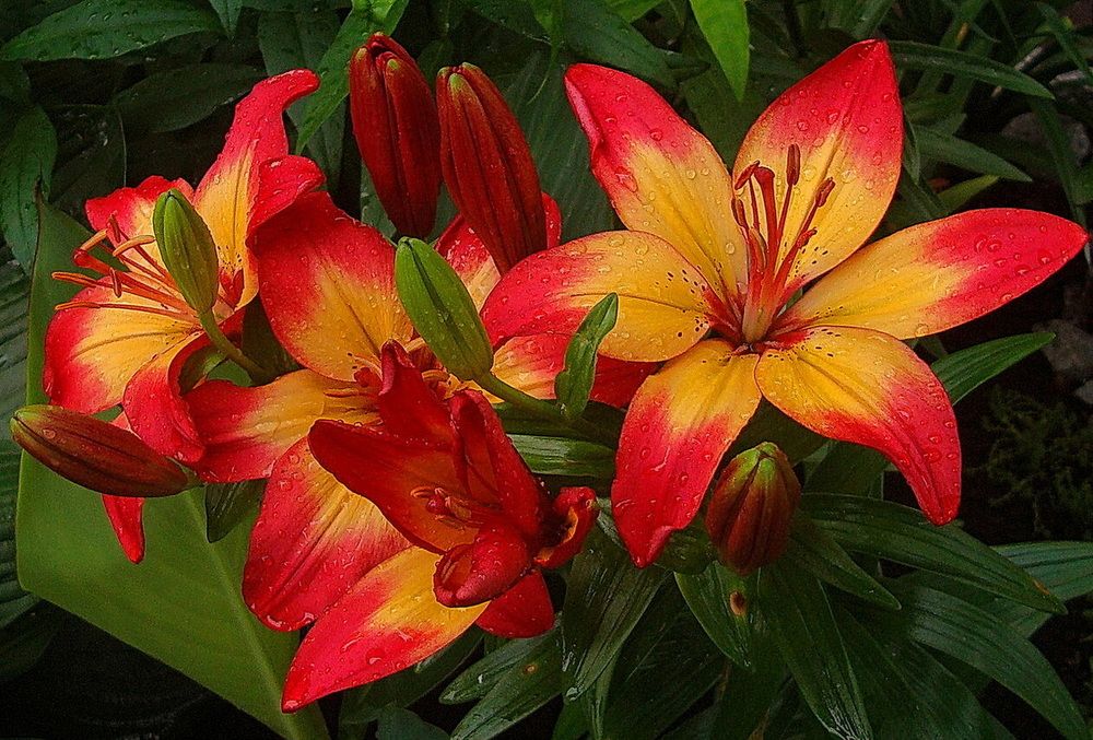 Фотография автора АЛЕКСАНДР ЦЫГЕЛЬНЮК