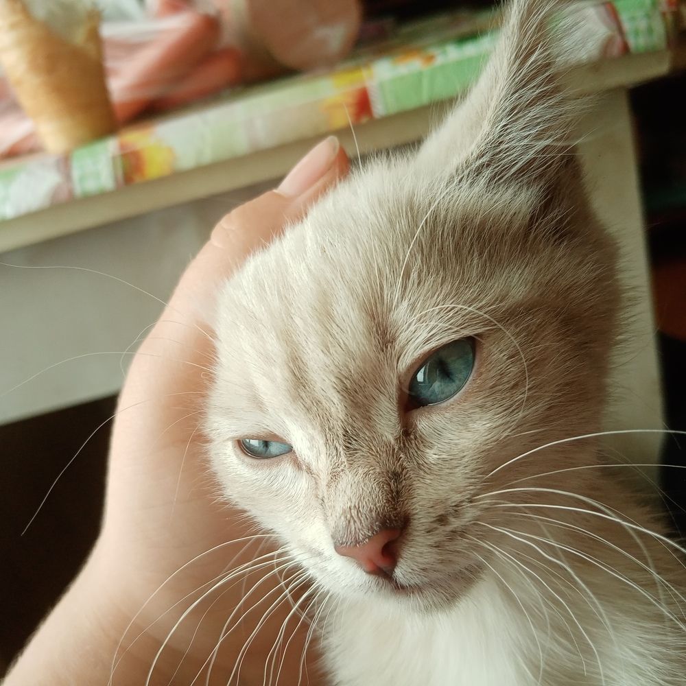 Photo #9539899