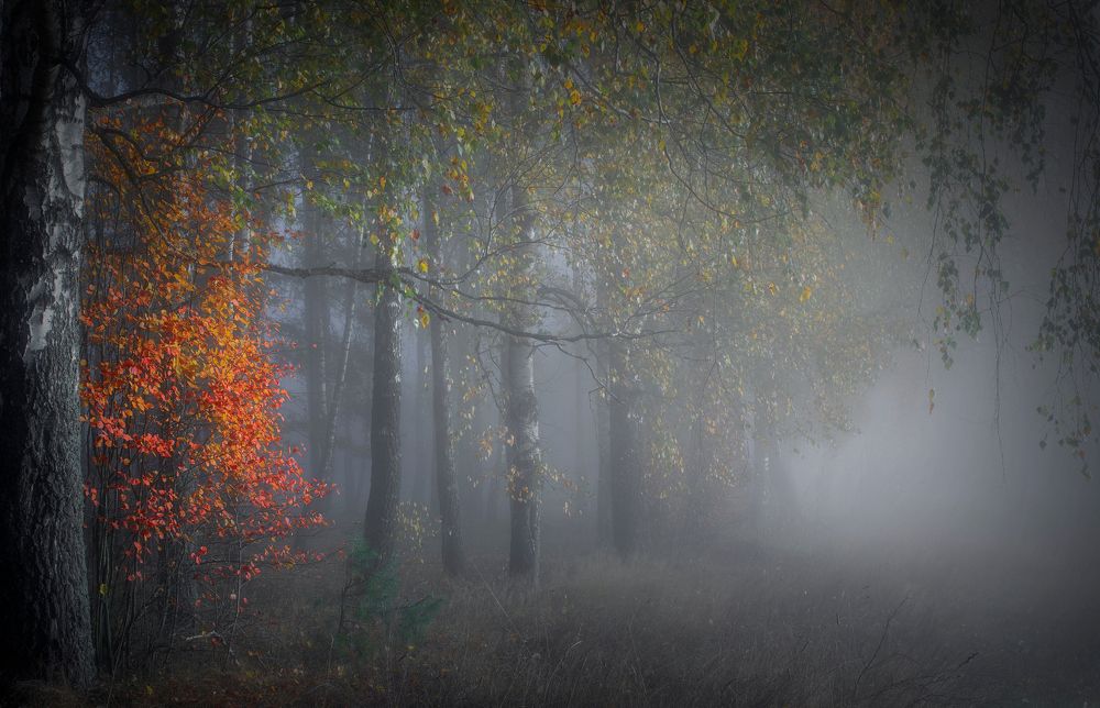 Photograph by Игорь Денисов