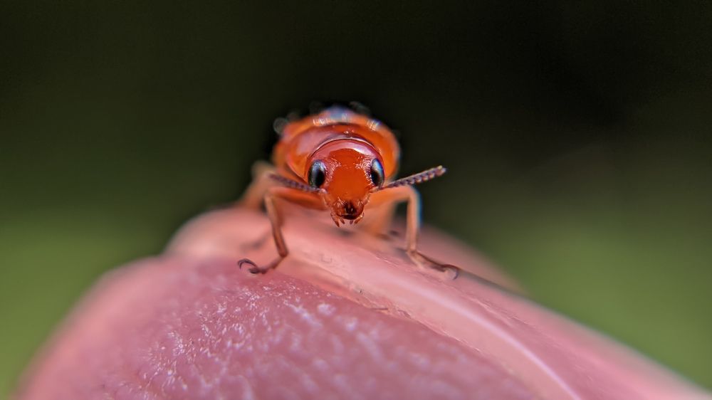 Photograph by Vijayakumar