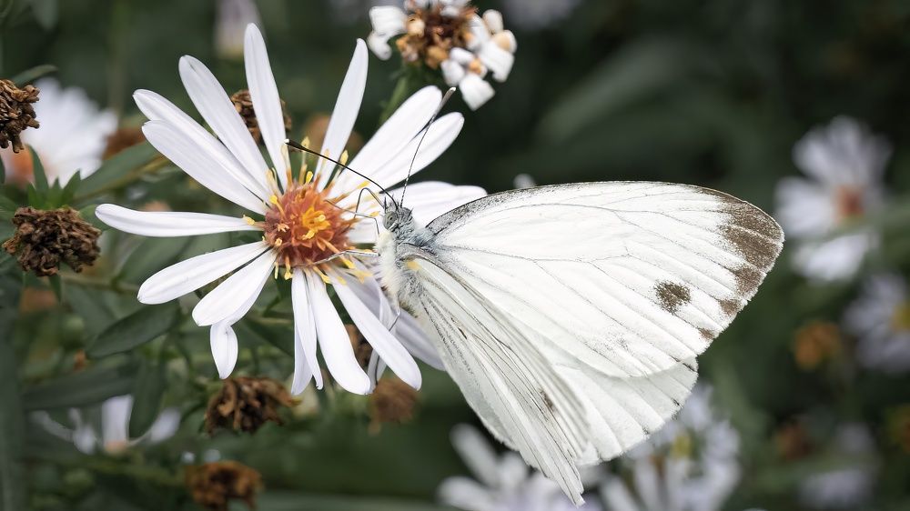 Photograph by Игорь Иванов