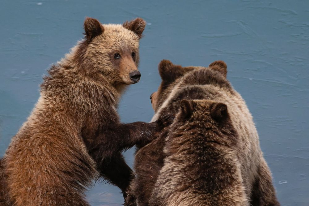 Photograph by Brian Kinghorn