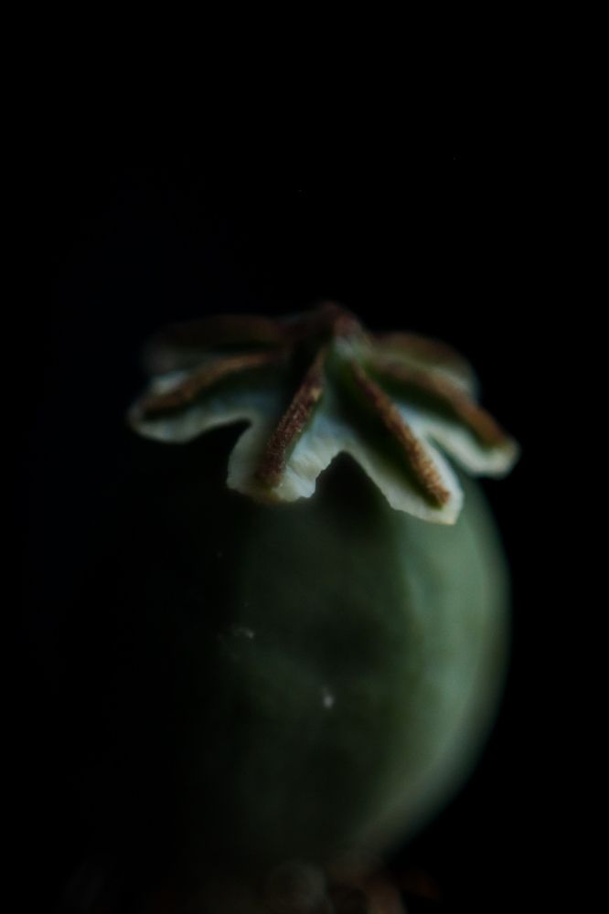 Photograph by Elena Kilina