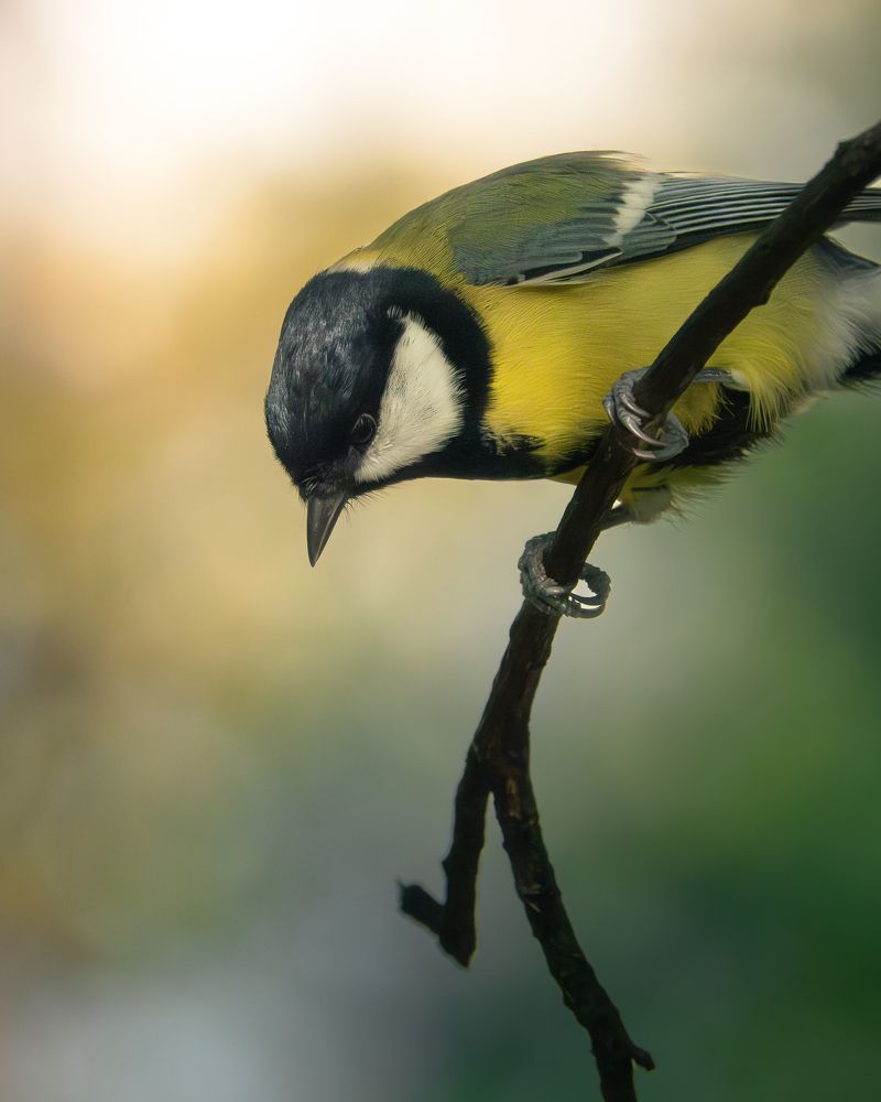 Фотография автора Андрей Иванов