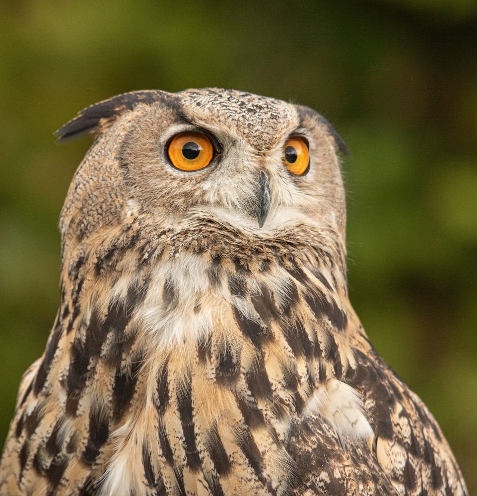 Photograph by наталья залогина