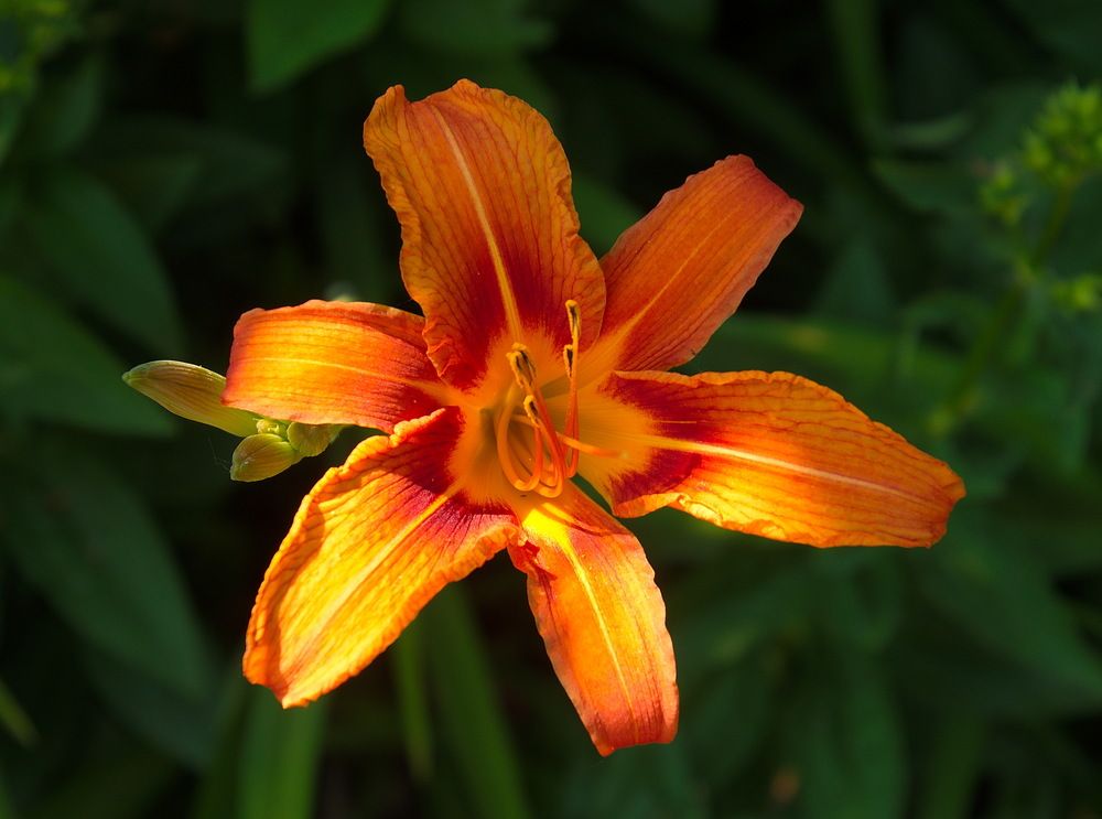 Photograph by Василий Быстрицкий