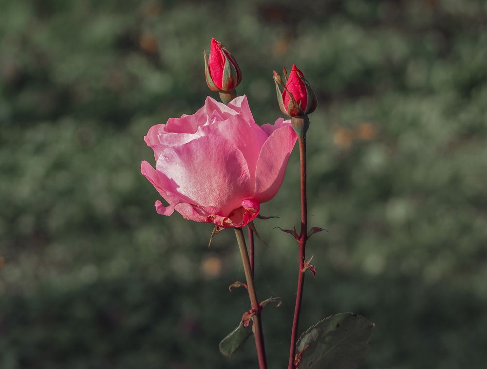 Photograph by Лидия Чугришина