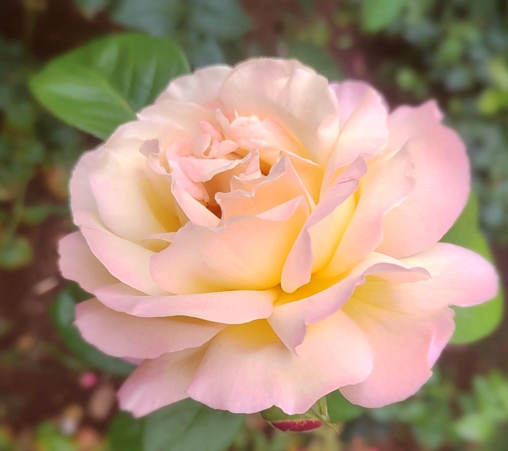 Тепло лепестков