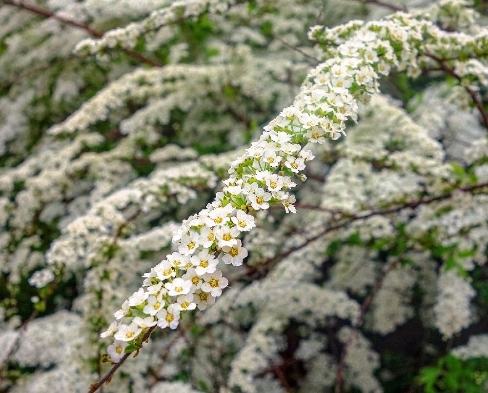 Photograph by IRINA KORNEVA