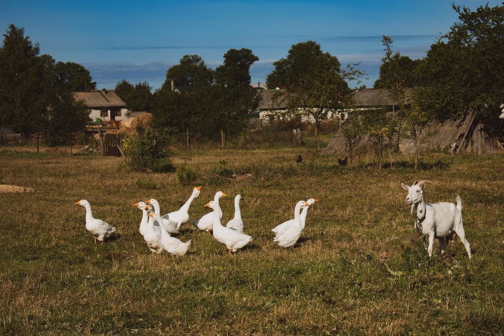 Фотография автора Надежда Волобуева