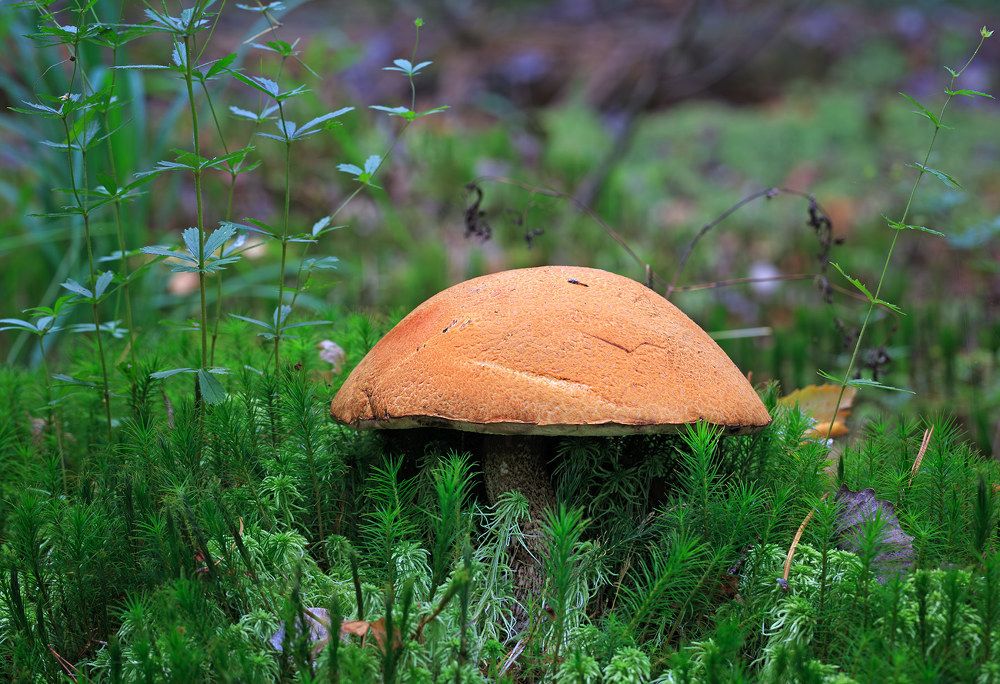 Photograph by Борис Новиков