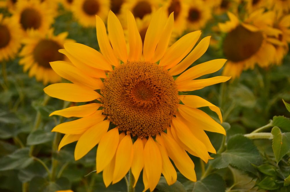 Photograph by Валентин Волк