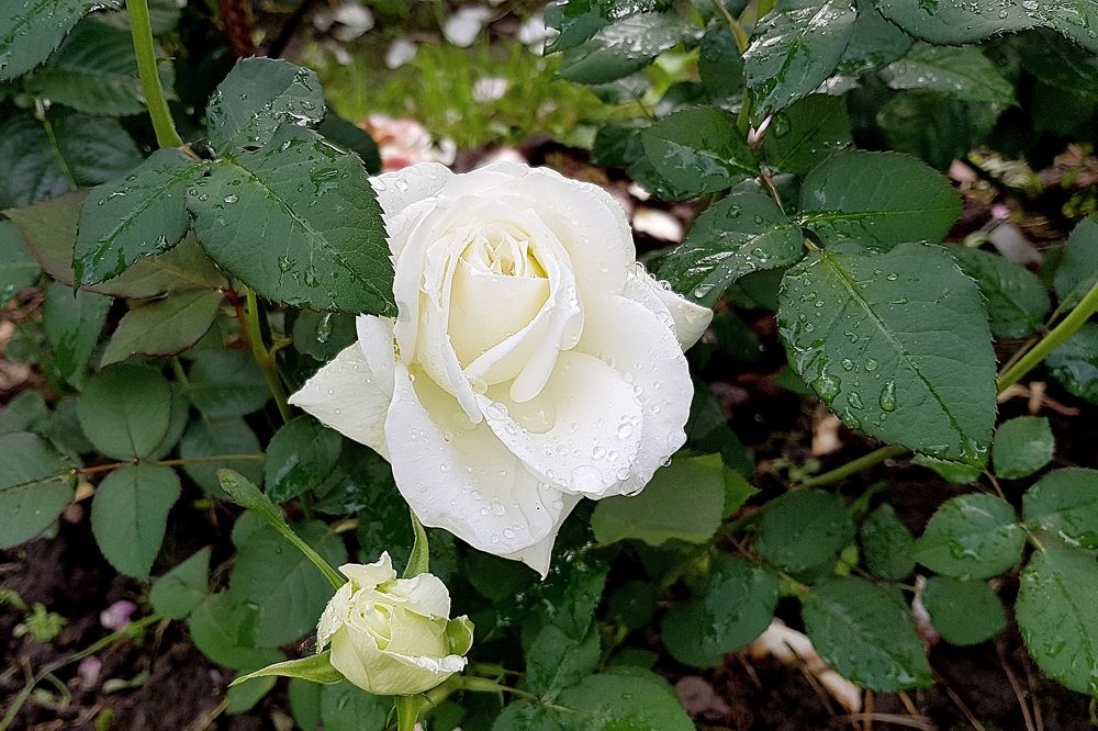 Photograph by Марина Стародуб