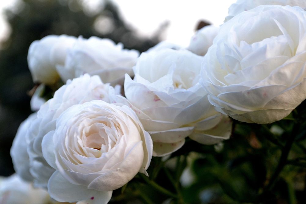 Photograph by Марина Стародуб